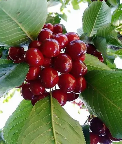 Peaks Rural 3* Cortijo de Balsain